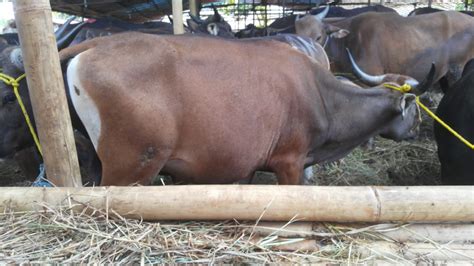 Jual Sapi Bali Murah di Pekayon Bekasi | Rumah Islami