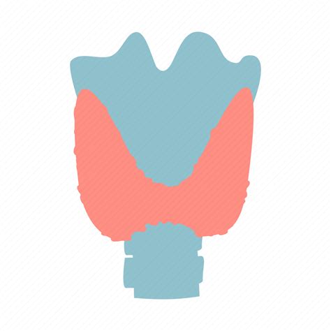 Anotomy Internal Man Organ Thyroid Thyroid Gland Icon Download