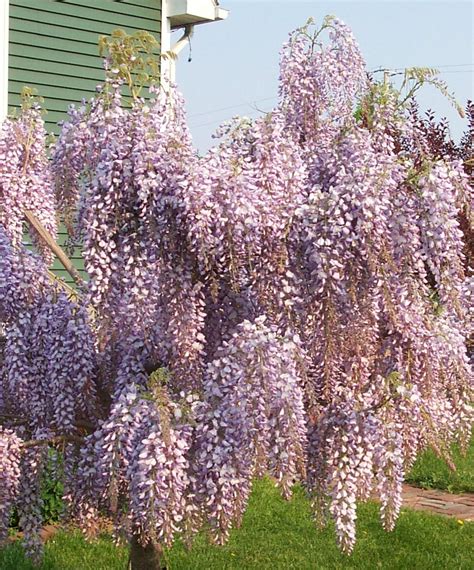 The wisteria flower has many different meanings to different people. Pruple Wisteria Vine Gardenland USA - Improve Your Environment!