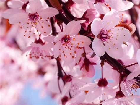 Blooming Pink Cherry Blossom Pink Color Wallpaper 34590866 Fanpop