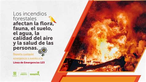 Cómo Prevenir Incendios Forestales Y Proteger El Aire De Bogotá