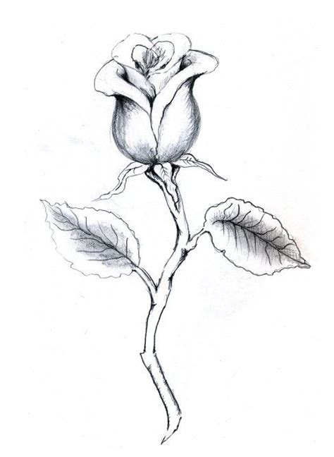 Amber Atkinsons Portfolio Drawings Rosebud With Stem Rose Bud
