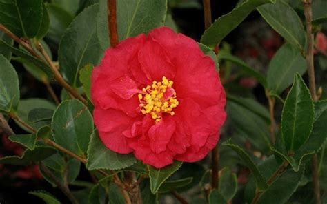 Alabama Beauty Camellia 3 Gallon Shrub Perennial Plants