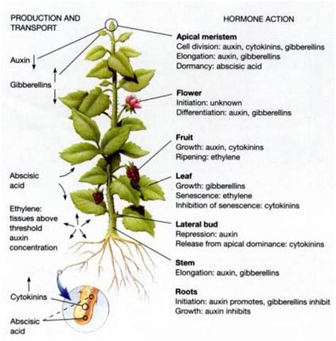 What Are Pgr The Plant Hormones