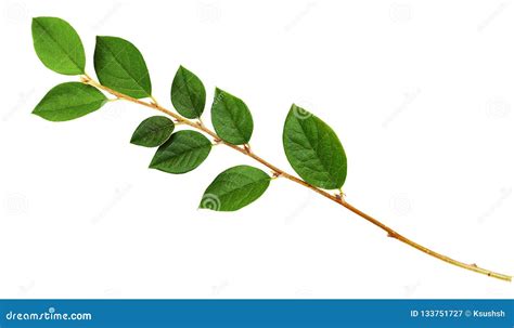 Closeup Of Twig With Green Leaves Stock Image Image Of Lush Isolated