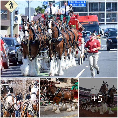 The Glorious Clydesdales 12 Astonishing Facts About Budweisers