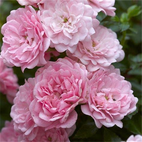 Lovely Fairy Ground Cover Rose 3 Litre — Newlands Garden Centre