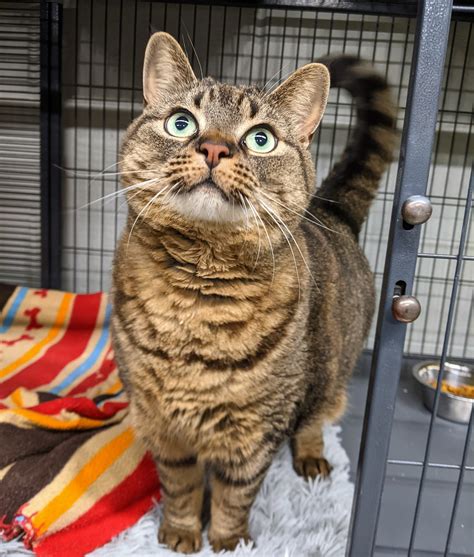 Adoption -- Furry Friends Barrie