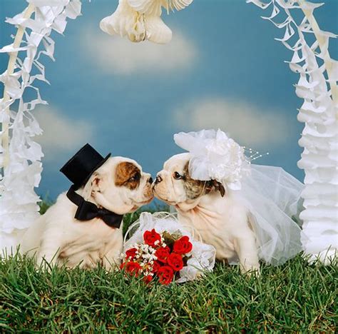 Kiss Kiss Dog Wedding Cute Dogs Puppies