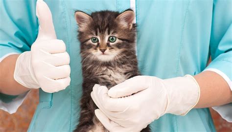 In einigen fällen kann es jedoch vorkommen, dass sich die krallen nicht ausreichend oder ungleichmäßig abnutzen. Impfplan für Katzen - Wann sollte die Katze geimpft werden ...