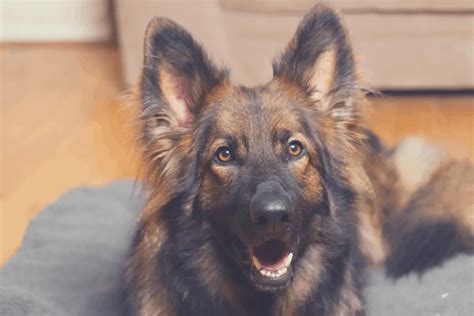 Best Dog Beds For German Shepherds Complete Guide