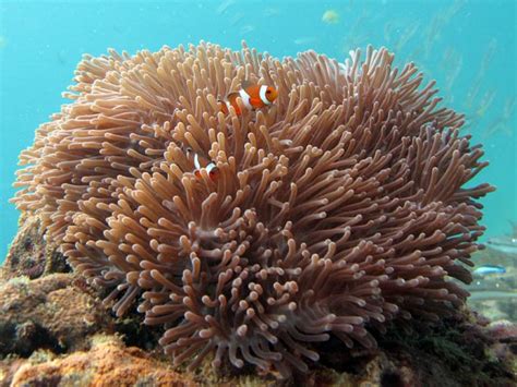 Koh Lanta Diving - Carpet Anemones (Stichodactylidae) Bits of shrimp or other meaty foods can be used to supplement their diet.