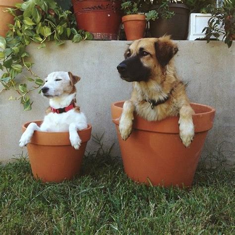 1000 Images About Pets In Pots And Planters On Pinterest German