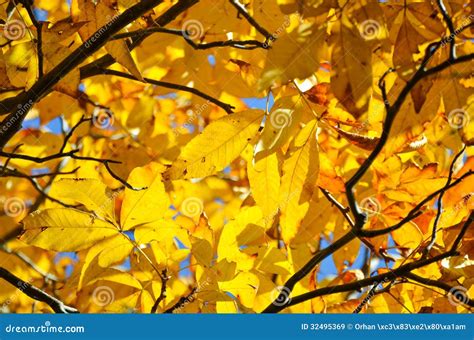 Yellow Autumn Leaves Background Stock Image Image Of Fresh Branch