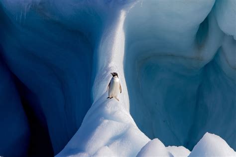 Adélie Penguin On An Iceberg In 2020 Smithsonian Photo Contest Photo