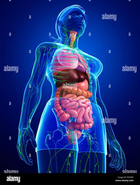 Illustration Of Female Body Lymphatic And Digestive System Artwork