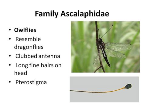 Endopterygota Coleoptera And Neuroptera