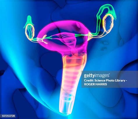 Female Reproductive System Anatomy Photos And Premium High Res Pictures