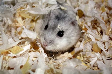 Grey Dwarf Hamster Profile Facts Traits Cute Baby Lifespan