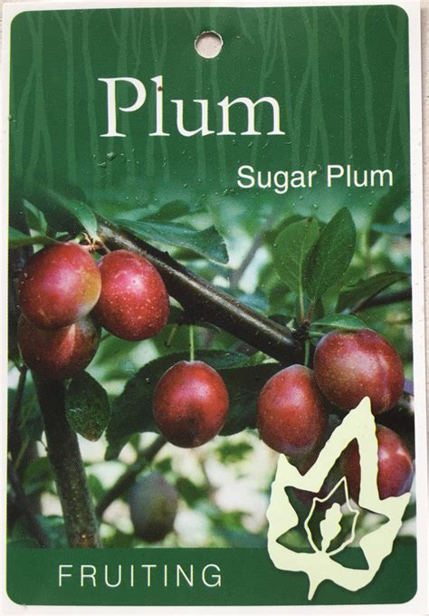 We did not find results for: Plant Tag: Sugar Plum Fruiting Tree