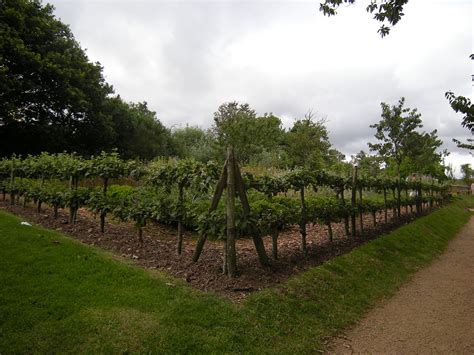 The most popular type is the apple tree. Espalier - Living Sculptures - Alaska Master Gardener Blog