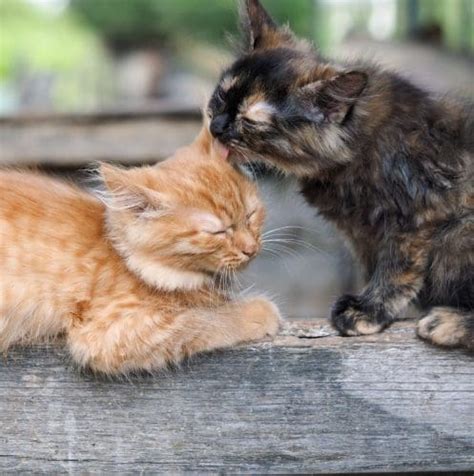 Why Do Cats Groom Each Other 4 Reasons To Know About