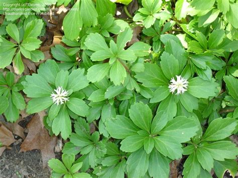 Sep 08, 2020 · they make great ground cover plants in zone 8 and spread quickly by underground stems and suckers. Japanese Spurge | Flower garden design, Trees to plant ...