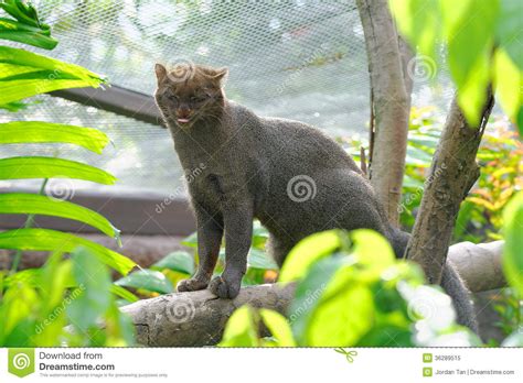 Jaguarundi A Small Wild Cat Royalty Free Stock Photo