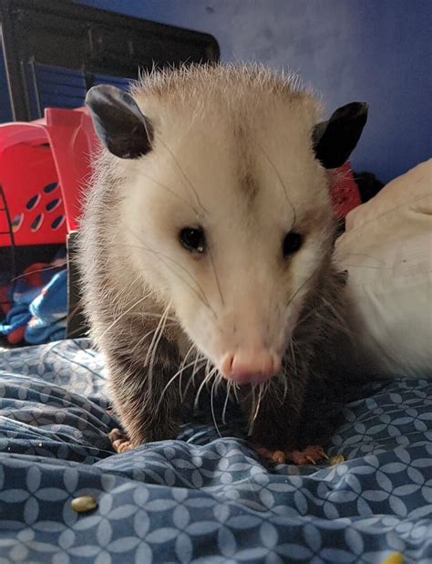 Virginia Opossums Exotic Pet Wonderland