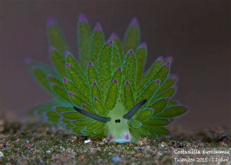 This Sea Slug Looks Like A Day Glo Sheep And Can Photosynthesize Its