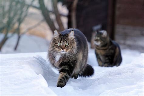 Norwegian Forest Cat Traits And Pictures