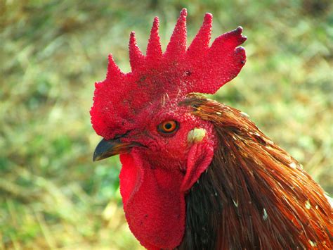 Symbolic Meaning of the Rooster on Whats-Your-Sign