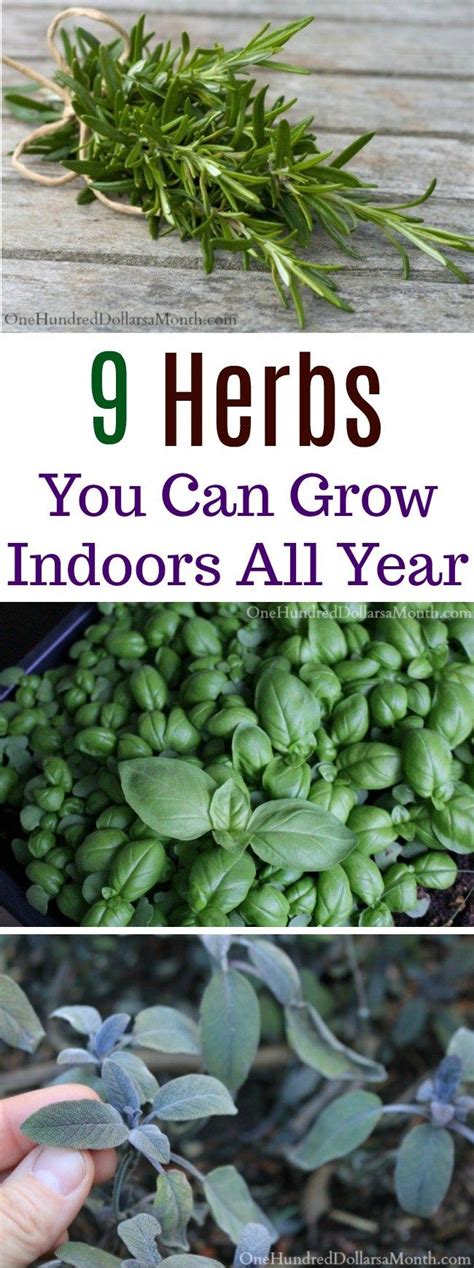 9 Herbs You Can Grow Indoors All Year Gardening Tips Winter Gardening