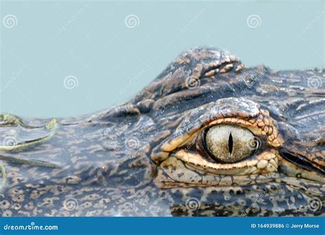 Alligator Eyes Closeup Detail Stock Photo Image Of Extreme Like