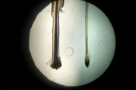 Brush your hair in long, gentle strokes starting at the base of your neck.11 x research source brush your hair forward over the. Gallery For > Hair Root Microscope | Roots hair, Hair ...