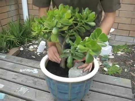 How big will a money tree plant grow? How to Repot a Large Jade Plant | World of Succulents