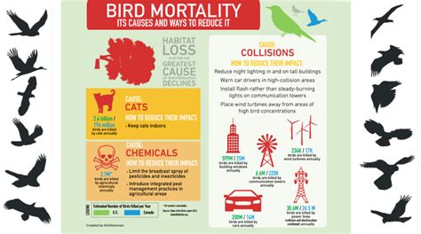 The GREEN MARKET ORACLE Infographic Anthropogenic Bird Mortality
