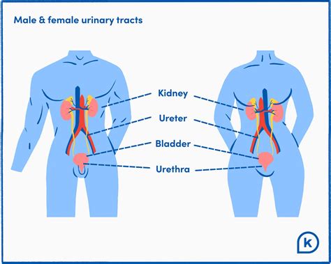 Urinary Tract Infection Uti Symptoms Causes Treatments K Health