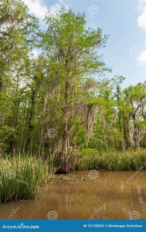 Honey Island Swamp Tour With Jungle Forest And Tree In New Orleans