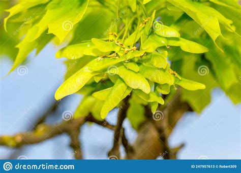 Small Flat Samara Maple Key Acer Seeds On The Branch Stock Image