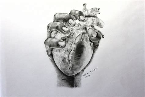 Heart In Hand Drawing How To Draw Hands Anatomical Heart Drawing