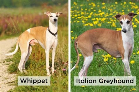 whippet  italian greyhound whippet italian greyhound greyhound