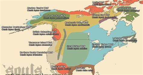 Abes Animals Non Accurate Gray Wolf Range Map In North America