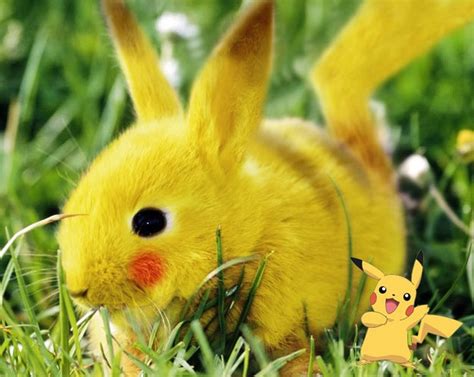 17 Best Images About Real Life Pokemon On Pinterest