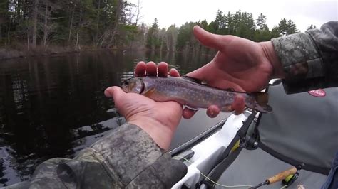 Fly Fishing For Brook Trout On A Small Pond In Maine Youtube