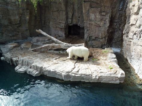 Polar Bear Exhibit Zoochat