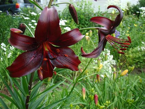 Photo Of The Bloom Of Lily Lilium Night Flyer Posted By Nh4me