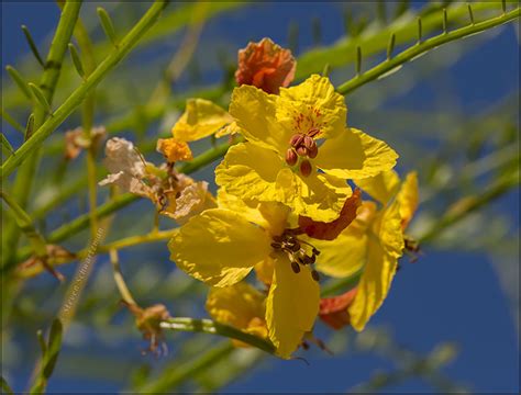 If you have a special someone that you want to send flowers to in palos verdes estates, avas flowers is the place for you! Wispy paloverde tree | Portraits of Wildflowers