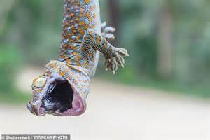 How Geckos Run Across Water They Create Air Pockets With Their Feet