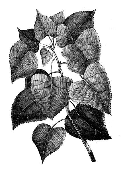 Eastern Cottonwood Leaf Illustrationerillustrationer Och Vektorbilder